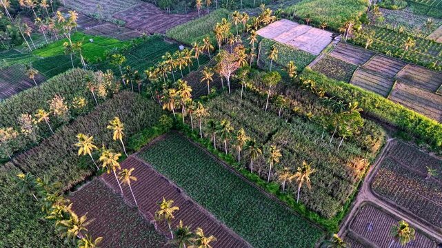 Golden hour aerial of sugarcane plantation and patchwork farms near Malang, Indonesia.
