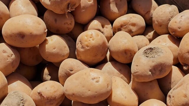 The camera moves across a pile of raw potatoes in close-up, revealing earthy skins and irregular shapes.