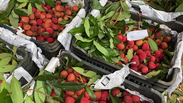 Freshly Harvested Lychee Fruits Packaged In Plastic Crates On Ground At Rural Orchard Plantation. - high angle shot