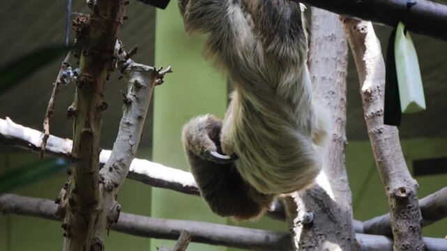 sloth slowly swinging though the branches