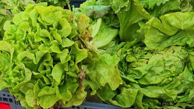 The camera pans across green lettuce heads in a crate, showing ruffled leaves, pale ribs and some brown patches in close-up.