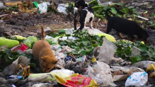 Stray puppies forage through plastic waste and vegetable scraps