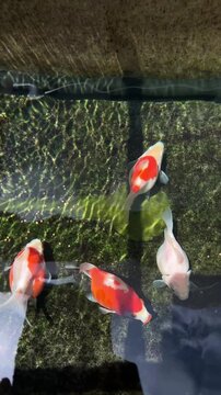 Tamasaba goldfish swim and feed clear water pond japan, beautiful aquatic pet animal underwater, top view colorful orange white fish serene nature outdoor environment, eagerly gather near surface