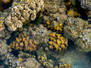 Mixed Coral Reef Habitat with Diverse Marine Growth © YEVGENIY