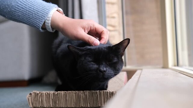Human hand gently stroking and petting a black cat sitting on a cardboard scratch pad by a window indoors at home. Domestic comfort, human-animal bond and interaction