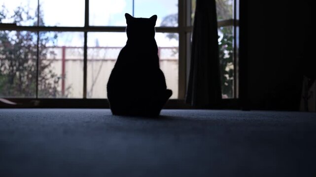 Backlit silhouette of a black cat sitting indoors on a carpeted floor and swishing its tail while looking out a large window. Domestic pets, quiet indoor moments, contemplative animal behaviour
