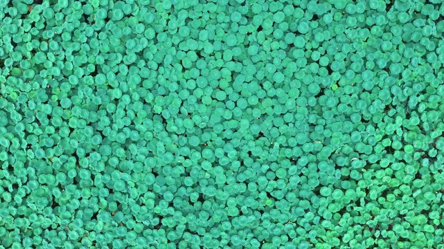 Top down tracking shot of vibrant green duckweed floating densely across tranquil pond surface in soft daylight. Full frame natural aquatic plant texture for eco backgrounds.