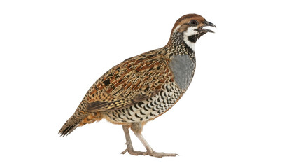 Obraz premium A male chinese francolin bird standing in profile, isolated on transparent background