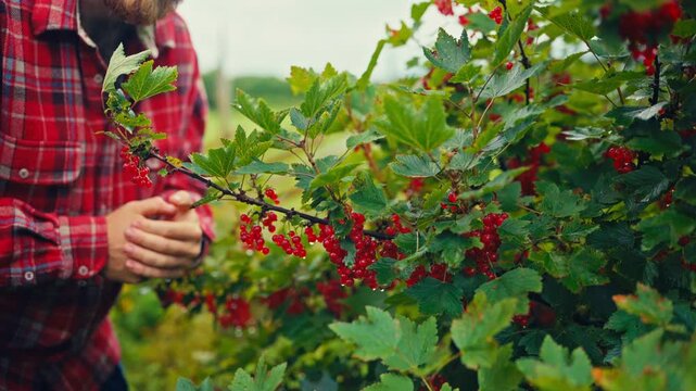 Man inspecting a red berry plant in a rural agricultural setting in Norway, examining the plant and its berries among green foliage