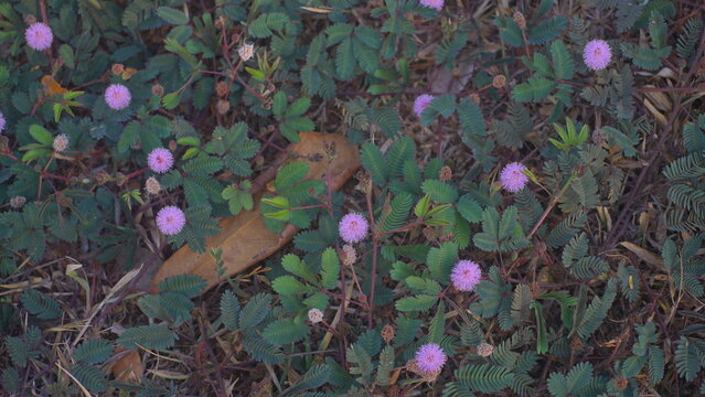 Pink Flower of Sensitive Plant (Mimosa pudica) Growing in Natural Tropical Habitat