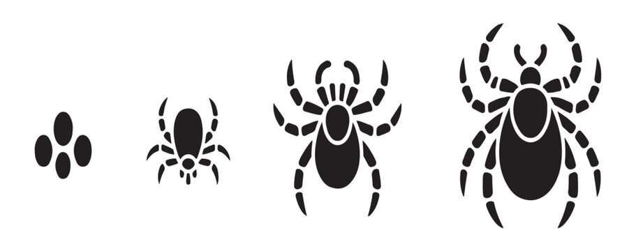 Four stages of tick life cycle development showing eggs larva nymph and adult female parasite silhouettes.