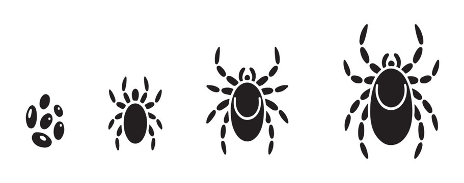 Black tick life cycle evolution including eggs larva nymph and adult stages vector illustration set.