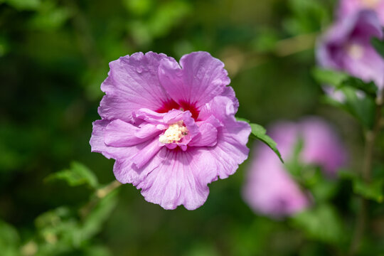 Hibiscus flowers in full bloom in a summer garden