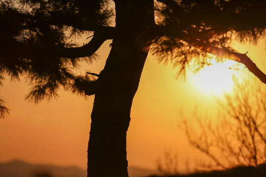 Silhouette of Pine Tree Branches Against a Warm Golden Sunset Sky