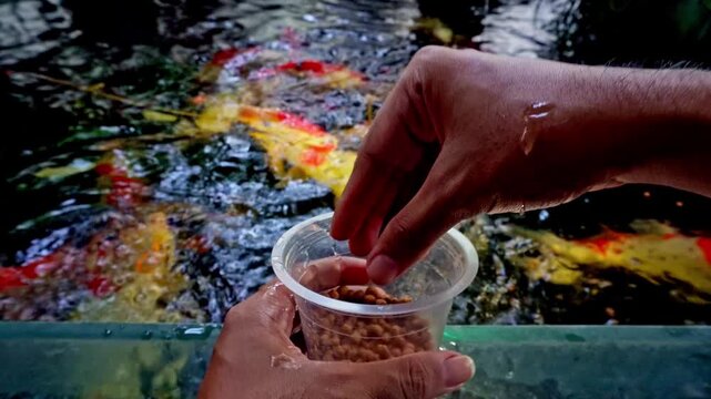 Person feeding colorful koi fish in a tranquil outdoor garden pond with vibrant swimming carp under sunlight