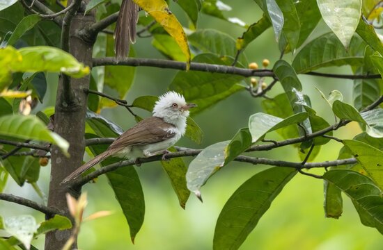 A White-hooded Babble is searching for food in the jungle.