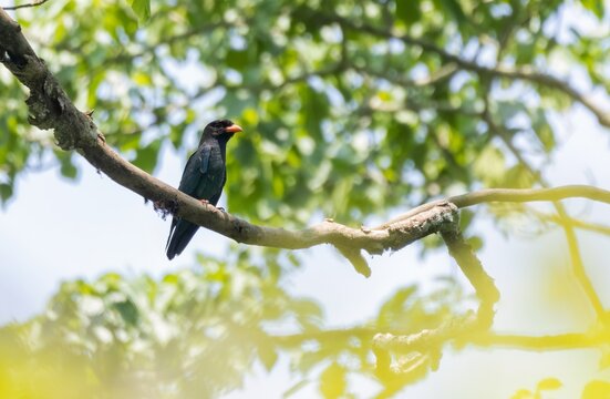 A beautiful portrait of a Dollarbird.