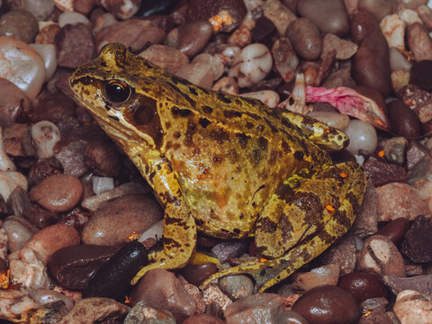 A common frog 'Rana temporaria' resting on a bed of pebbles.