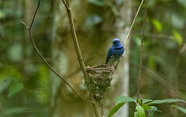 Fototapeta premium A Black-naped Monarch is sitting on a branch. 