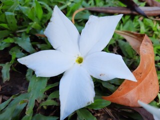 Beautiful white flower lying on green grass in natural outdoor garden © Yusuf
