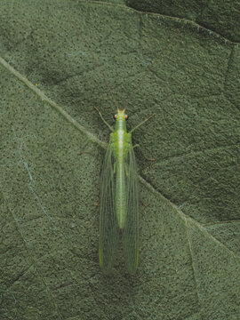 A top down view of a green lacewing 'Chrysopidae' resting on a leaf