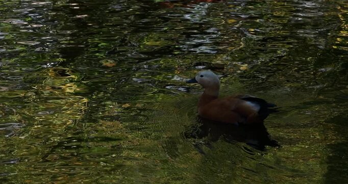 Ruddy shelduck swimming on reflective green pond water, cinematic wildlife nature scene, tranquil natural reflections.
