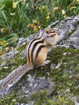 Small chipmunk with dark and light dorsal stripes sits alert on mossy rock, selective focus
