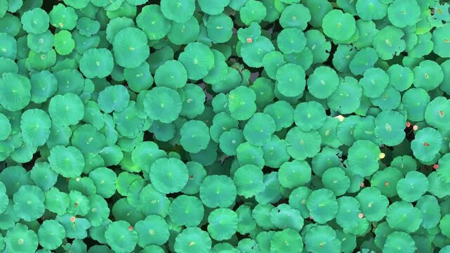 Top down tracking shot of lush green pennywort leaves floating on calm pond water in soft natural light, organic botanical texture.