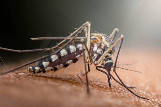 Aedes mosquito biting skin transmitting disease