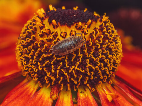 A small woodlouse crawling on the centre of a Helenium flower