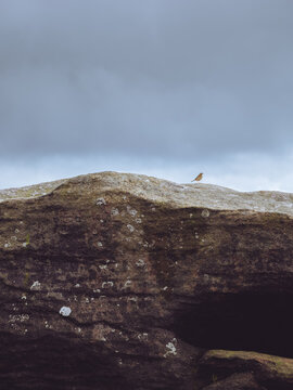 A Rock Pipit 'Anthus petrosus' perched on a grit stone boulder in Derwent moor in the Peak District, UK
