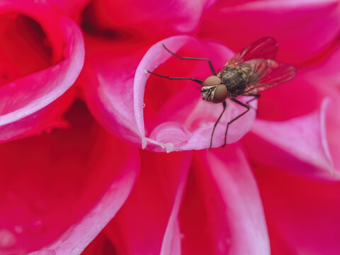  A common housefly 'Muscidae' resting on the pink petals of a Dahlia flower