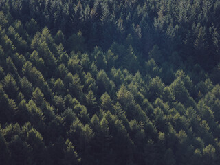 A view of a dense neatly planted managed evergreen coniferous forest plantation with rows of pine trees at Derwent Valley, Peak District, UK © Dave Harrison-Ward
