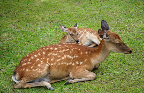 Two Sika Deer Resting Together on Green Grass