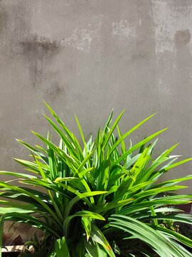 Eye-level medium shot of a lush green pandan plant (Pandanus amaryllifolius) growing in bright sunlight against a plain, weathered concrete wall background.