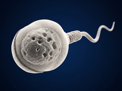 Microscopic view of human sperm cell with detailed head and tail structure.