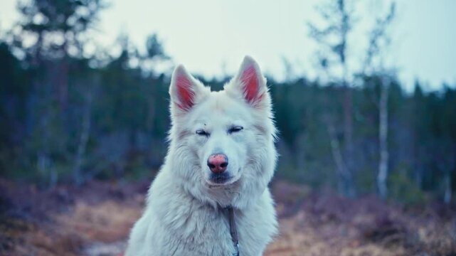 A white shepherd dog stands outdoors in a wooded setting in Norway, surrounded by trees and natural vegetation