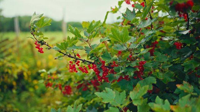 A man uses a berry picker while gathering berries in the Norwegian countryside - close up