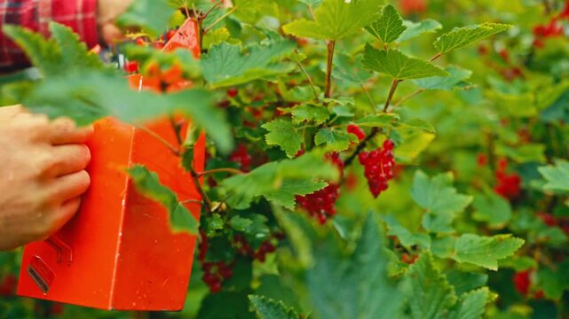 Close-up view of a berry picker being used to gather berries from a plant in an outdoor setting