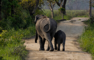 Elephant crossing in the wild. © Chirantanu