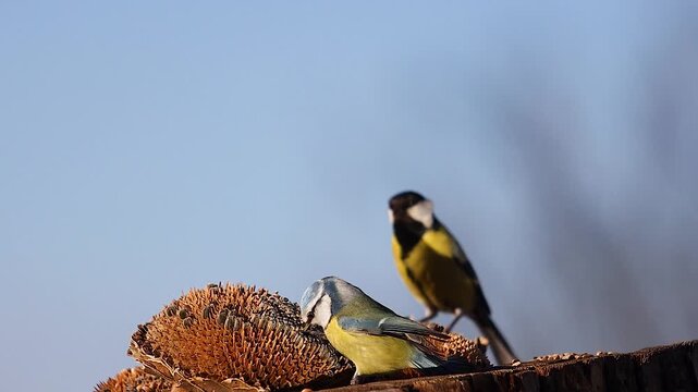 Eurasian Blue Tit and Great Tit Birds Feeding on Dried Sunflowers
