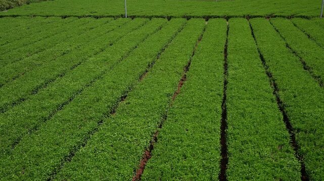 Neat and organized rows of green tea bushes running parallel across an agricultural farm in natural daylight.