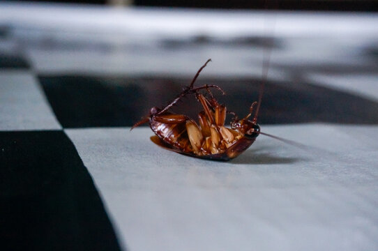 Dead cockroach lying upside down on a checkered tiled floor, close-up pest control concept.