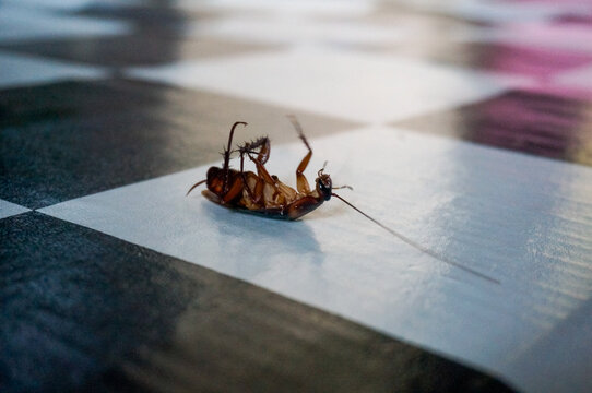 Dead cockroach lying upside down on a checkered tiled floor, close-up pest control concept.