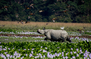 A one horn rhino is walking in a swallow lake. © Chirantanu