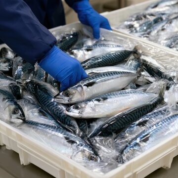 Mackerel Pack Fresh mackerel fish are being handled with blue gloves in a white container, likely in a seafood processing or market setting.