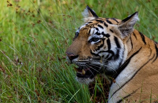 A portrait of a Bengal Tiger.