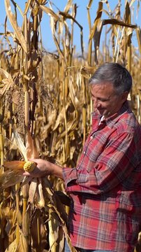 Happy middle-aged farmer checks corn ripeness, then photographs a mature corn cob from several angles with a smartphone for crop documentation on a sunny October day.