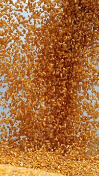 Extreme close-up high shutter speed shot of yellow corn kernels pouring toward and past the camera during harvest, with individual grains frozen against cloudy sky. Corn harvesting.