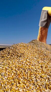 Vertical shot of a full corn trailer as a combine auger unloads grain while farmer hands repeatedly pour yellow kernels onto the pile under a bright blue sky. Corn harvesting.